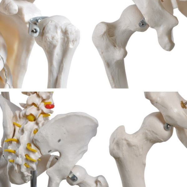 A10101 Anatomia 1