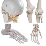 Life-Size Skeleton 180 cm Tall - Image 3