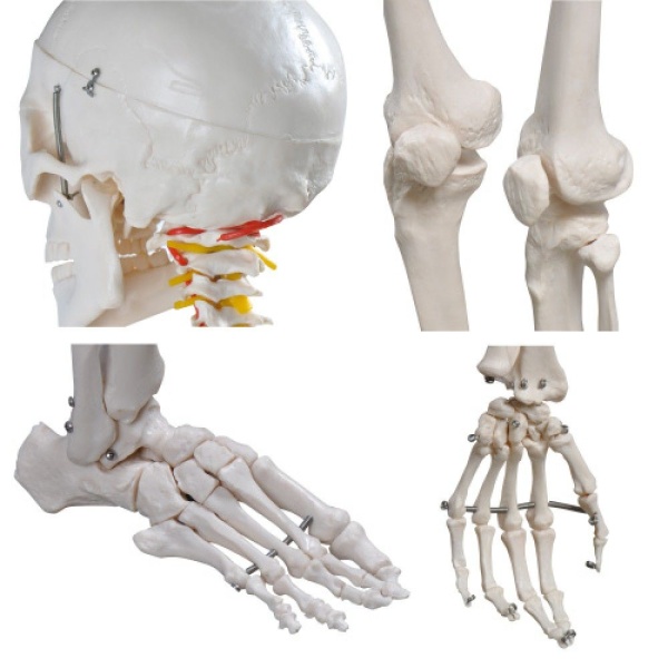 A10101 Anatomia 2
