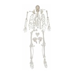 Disarticulated Skeleton with Skull - Image 2