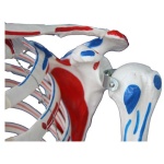 Life-Size Skeleton with Muscles and Ligaments 180 cm Tall - Image 2