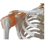 Life-Size Skeleton with Muscles and Ligaments 180 cm Tall - Image 3