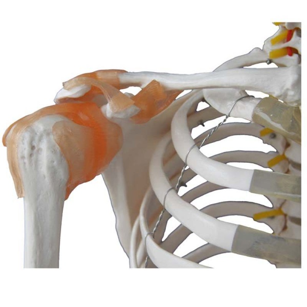 A10107 Anatomia 2