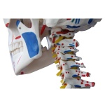 Life-Size Skeleton with Muscles and Ligaments 180 cm Tall - Image 4