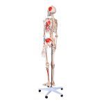 Life-Size Skeleton With Numbered Muscles & Ligaments 180 cm - Image 2