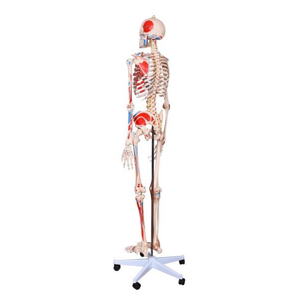 A10110 Anatomia 1