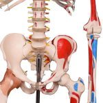 Life-Size Skeleton With Numbered Muscles & Ligaments 180 cm - Image 3