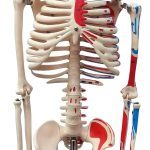 Half-Size Skeleton With Numbered Painted Muscles 85 cm - Image 2