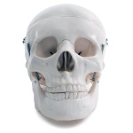 Life-Size Skull - Image 2