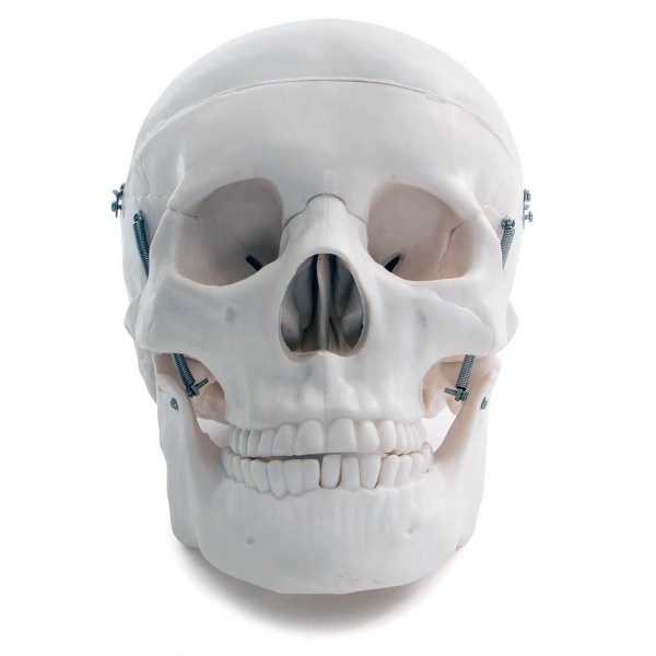 A10201 Anatomia 1