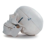 Life-Size Skull - Image 3