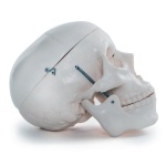 Life-Size Skull - Image 4