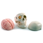 Skull Model with 8 Parts Brain - Image 2