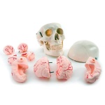 Skull Model with 8 Parts Brain - Image 3