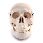 Skull Model with 8 Parts Brain - Image 4