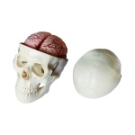 Skull Model with 8 Parts Brain - Image 5