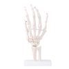 Life-Size Hand Joint - Image 2