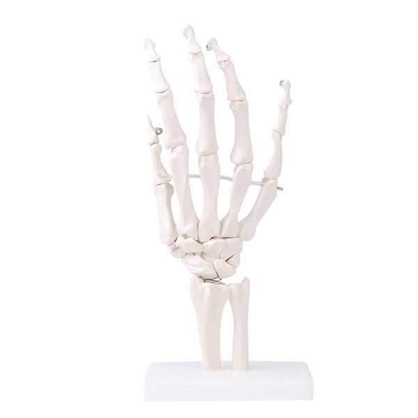 A10408 Anatomia 1 1