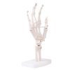 Life-Size Hand Joint - Image 3