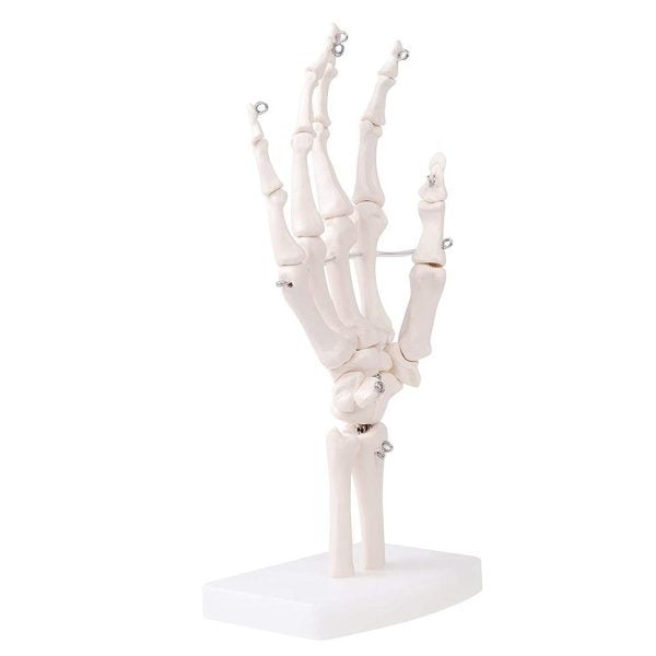 A10408 Anatomia 2
