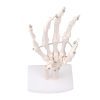 Life-Size Hand Joint - Image 4