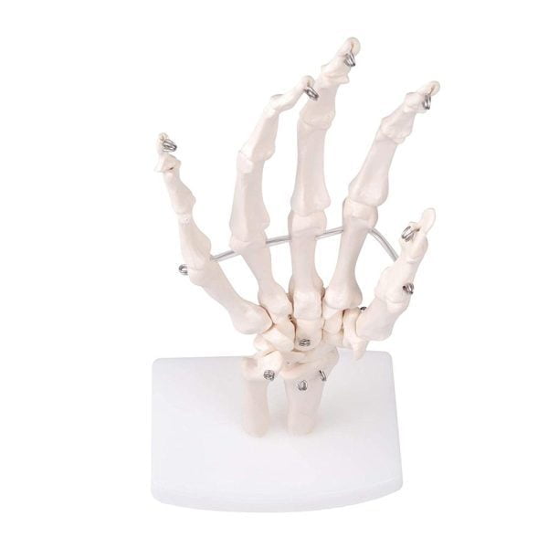 A10408 Anatomia 3