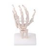 Life-Size Hand Joint - Image 5