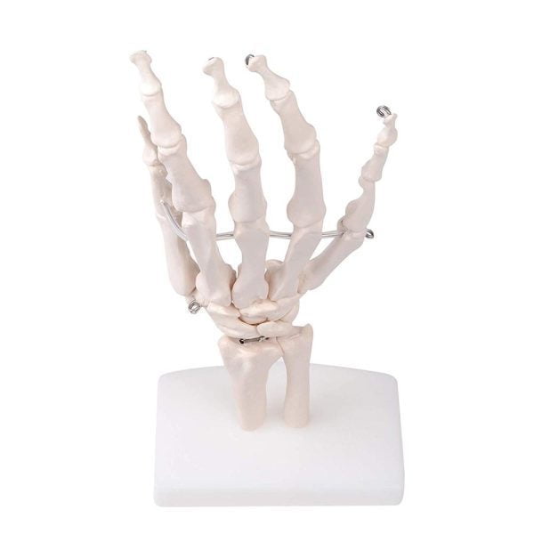 A10408 Anatomia 4