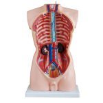 85 cm Male Torso 19 Parts - Image 2