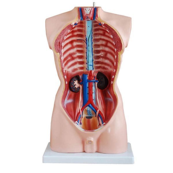A20101 Anatomia 1