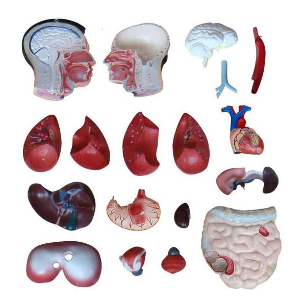 A20101 Anatomia 2