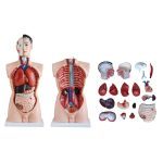 85 cm Male Torso 19 Parts - Image 4