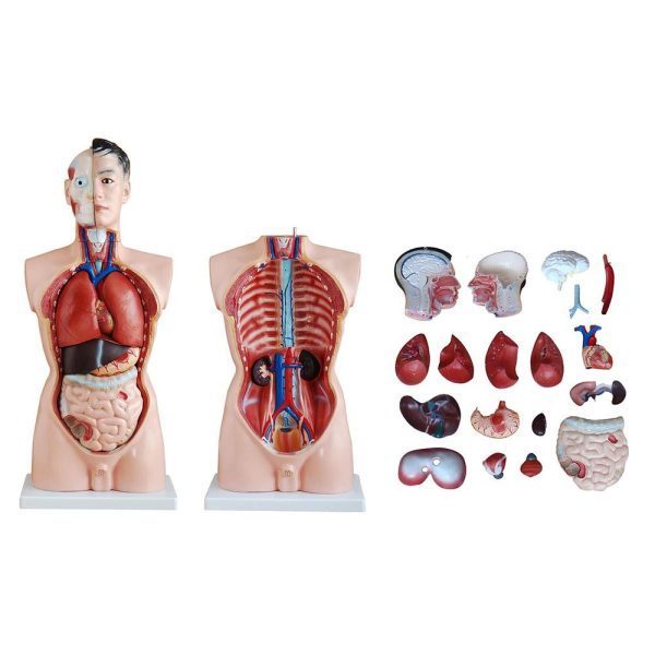A20101 Anatomia 3