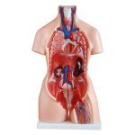 85 cm Unisex Torso 23 Parts - Image 2