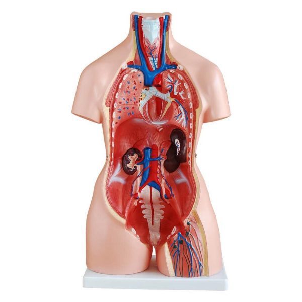 A20102 Anatomia 1