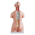 85 cm Unisex Torso 23 Parts - Image 3
