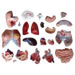 85 cm Unisex Torso 23 Parts - Image 4