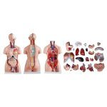 85 cm Unisex Torso 23 Parts - Image 5