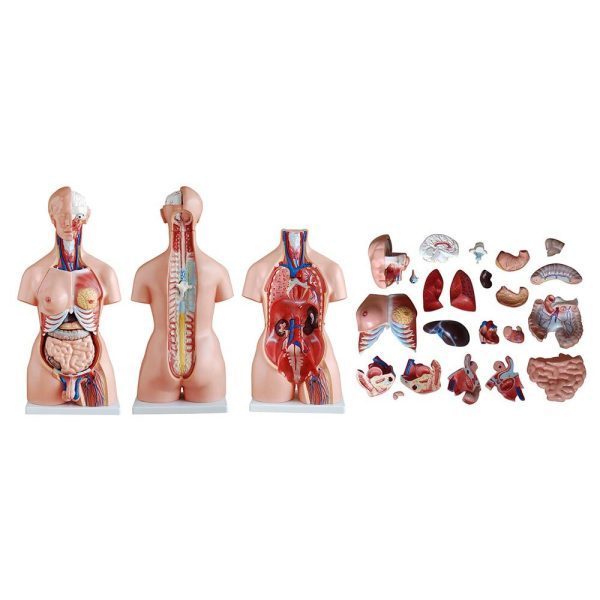 A20102 Anatomia 4