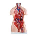 85 cm Tri-sex Torso 21 Parts - Image 2