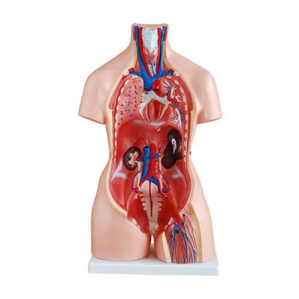 85 cm Tri-sex Torso 21 Parts - Image 2