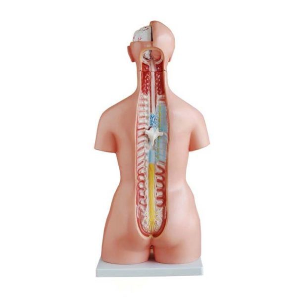 85 cm Tri-sex Torso 21 Parts - Image 3