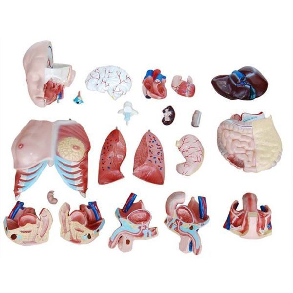 85 cm Tri-sex Torso 21 Parts - Image 4