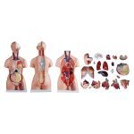 85 cm Tri-sex Torso 21 Parts - Image 5
