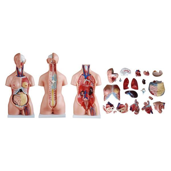 85 cm Tri-sex Torso 21 Parts - Image 5