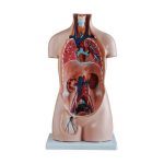85 cm Sexless Torso 20 Parts - Image 2