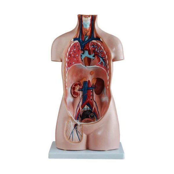 A20104 Anatomia 1
