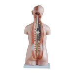 85 cm Sexless Torso 20 Parts - Image 3