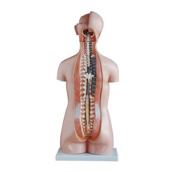 A20104 Anatomia 2