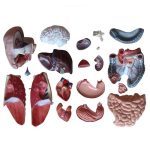 85 cm Sexless Torso 20 Parts - Image 4